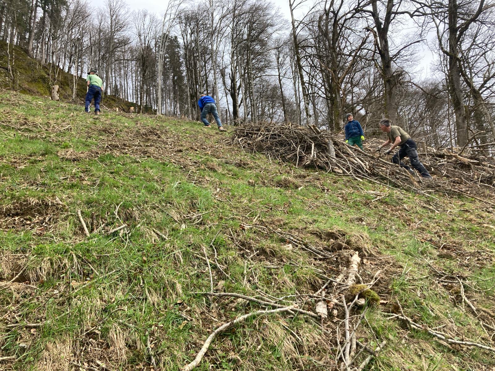 Aufräumen nach Holzschlägerung